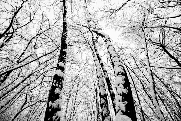 Foto floresta de madeira e árvores durante um grande snownig. neve em todos os lugares para o conceito de imagem em preto e branco