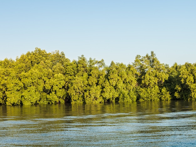 Foto floresta de mangroove no golfo da tailândia