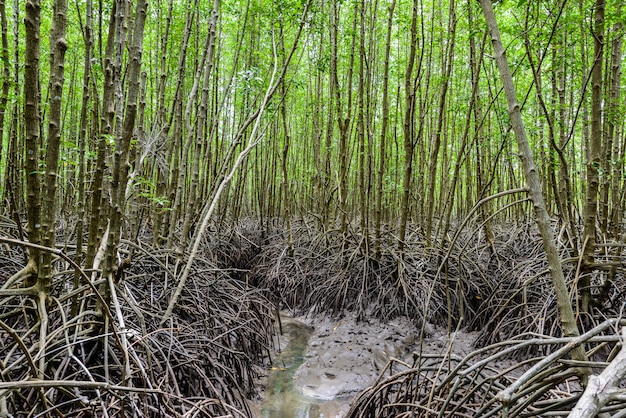 Floresta de mangue em Nature Preserve e ForestKlaeng em Prasae, província de Rayong, Tailândia