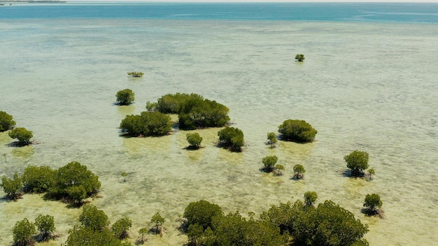 Floresta de mangue em um recife de coral Filipinas Palawan