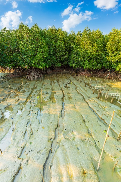 floresta de mangue manguezais verdes exuberantes e manguezais recém-plantadosPara exibir ou montar seu produto