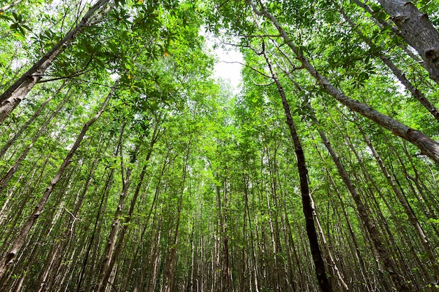 Floresta de mangue na floresta tropical phang nga tailândia natureza e conceito de meio ambiente.