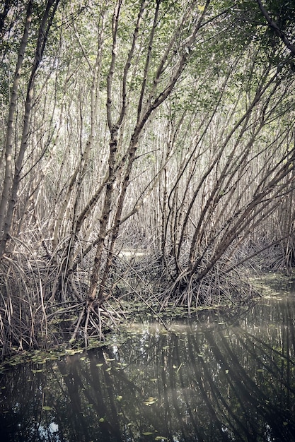 Floresta de mangue na Ásia Tailândia