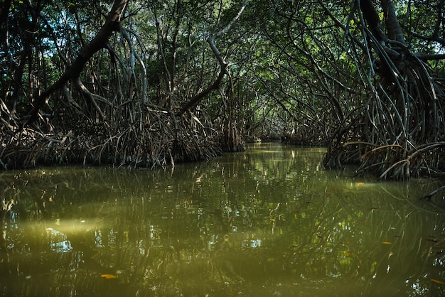 Foto floresta de mangue no lago ria celestun