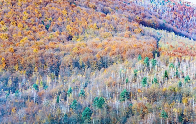 Floresta de montanha colorida de outono (na encosta da montanha)