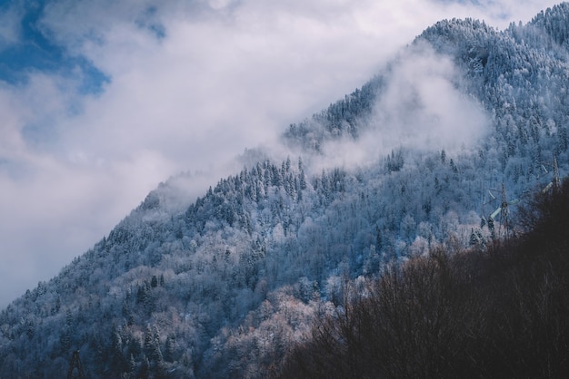 Floresta de montanha com neve e nevoeiro