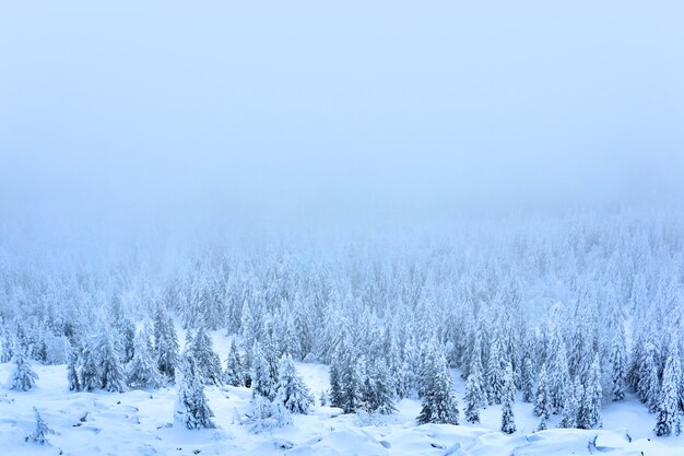 Floresta de montanha com paisagem de inverno azul em uma vista de cima da névoa congelada