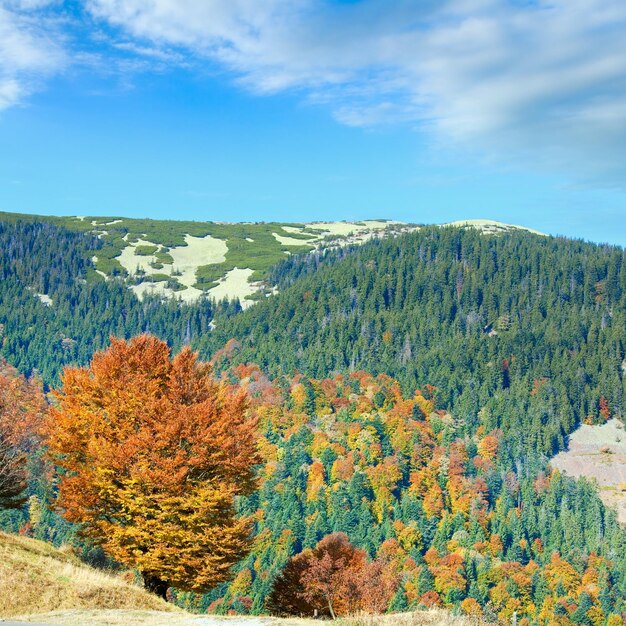 Floresta de montanha de outono