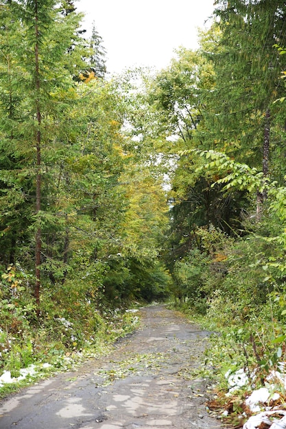 Floresta de montanha de outono