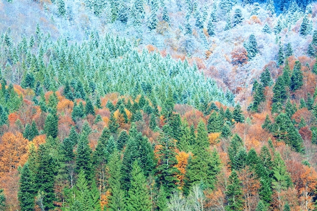 Floresta de montanha ensolarada de outono e primeira geada de outono no topo das árvores (na encosta da montanha).