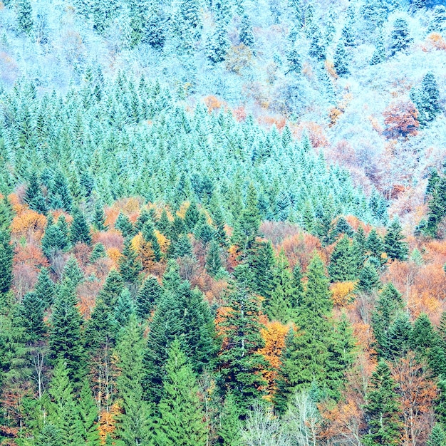 Floresta de montanha ensolarada de outono e primeira geada de outono no topo das árvores (na encosta da montanha).