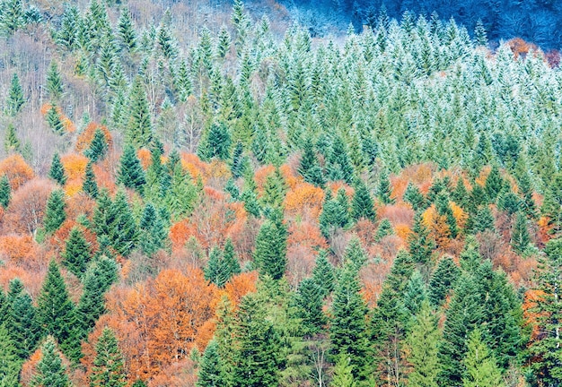 Floresta de montanha ensolarada de outono e primeira geada no topo das árvores (na encosta da montanha).