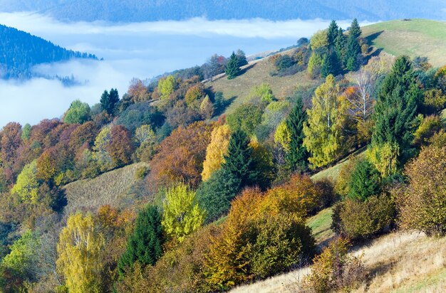 Floresta de montanha ensolarada de outono (na encosta da montanha). (Cárpatos, Ucrânia).