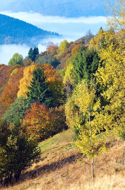 Floresta de montanha ensolarada de outono (na encosta da montanha). (Cárpatos, Ucrânia).