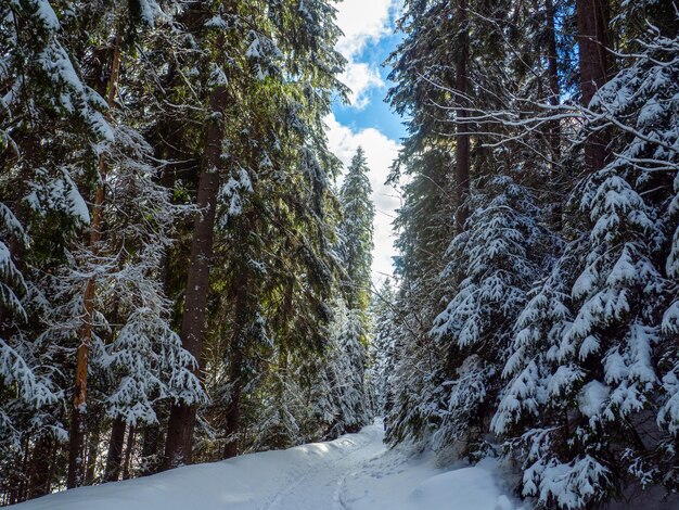 Floresta de montanha no inverno