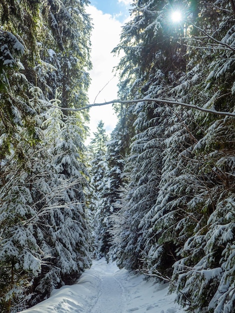 Floresta de montanha no inverno