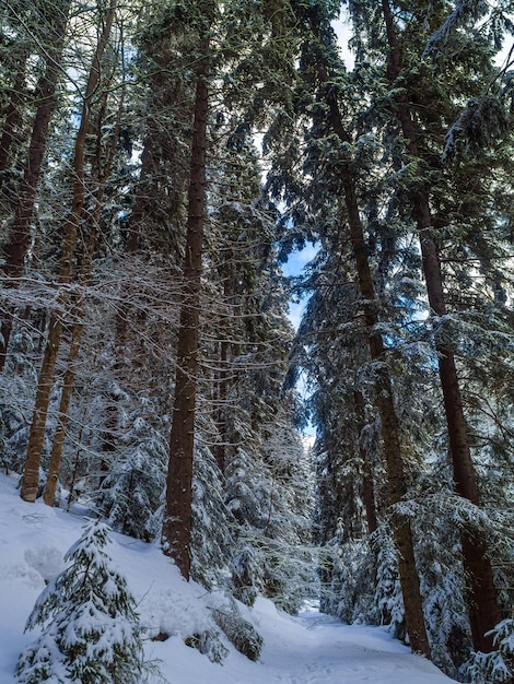 Floresta de montanha no inverno