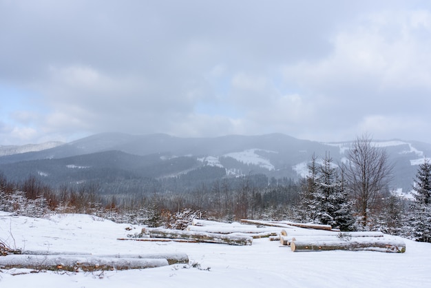 Floresta de montanha spruce coberta pela neve.