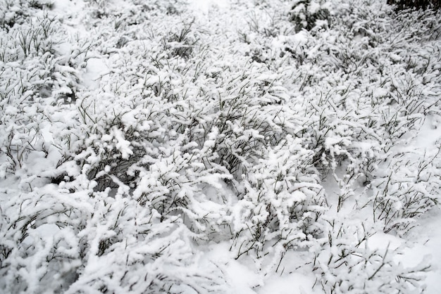 Floresta de neve. arbustos de baga na neve.