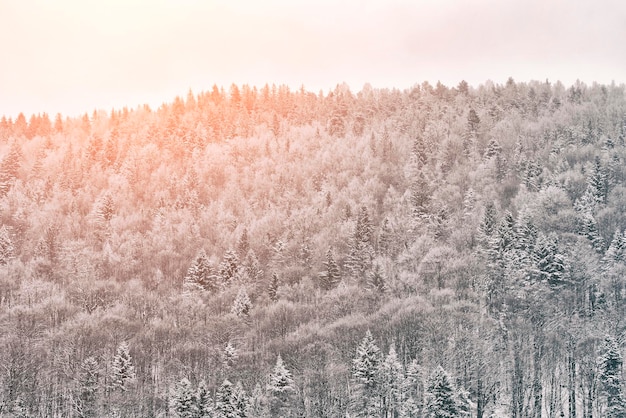 Floresta de neve na colina Dia ensolarado Paisagem de inverno