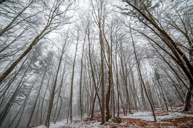 floresta de neve