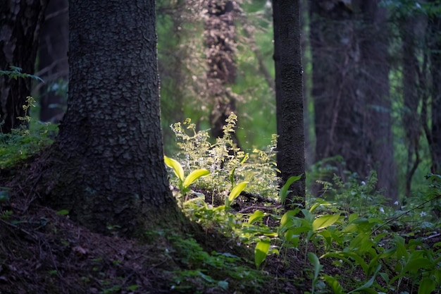 Floresta de noite de primavera com grama fresca em magia de luz de fundo