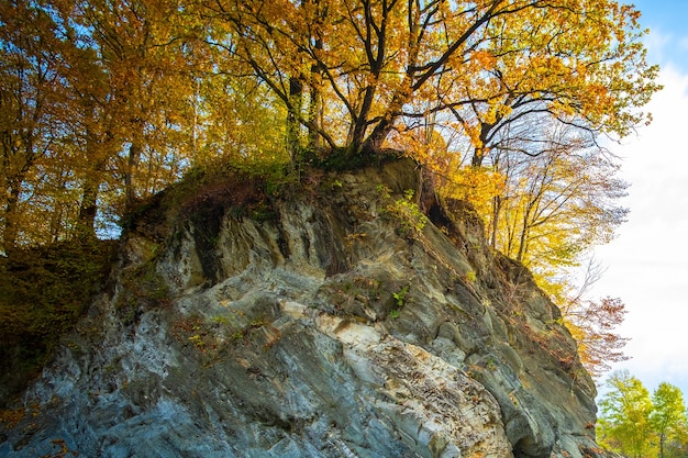 Floresta de outono amarela com árvores no lado de alta montanha rochosa.