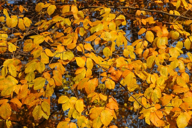 Floresta de outono amarela