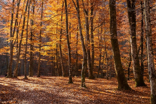 Floresta de outono ao nascer do sol com o sol lançando belos raios de luz através das árvores
