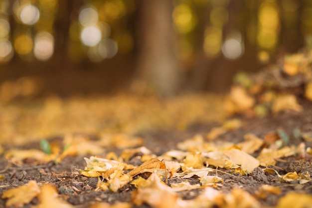 Floresta de outono Aproximação de folhas amarelas caídas no chão sobre o fundo desfocado do parque natural