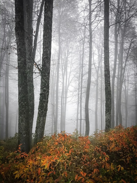 Floresta de outono, árvores ousadas, folhagem de floresta colorida em raios solares terrestres através de névoa ou neblina