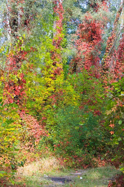 Floresta de outono brilhante