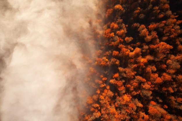 Floresta de outono colorida brilhante e prado ao amanhecer Vista de drone