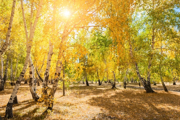 Floresta de Outono com árvores amarelas em dia ensolarado.