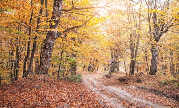 Floresta de outono com estrada de terra. Paisagem bonita