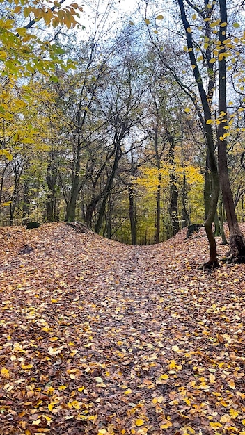 Foto floresta de outono com folhas amareladas e um caminho no meio