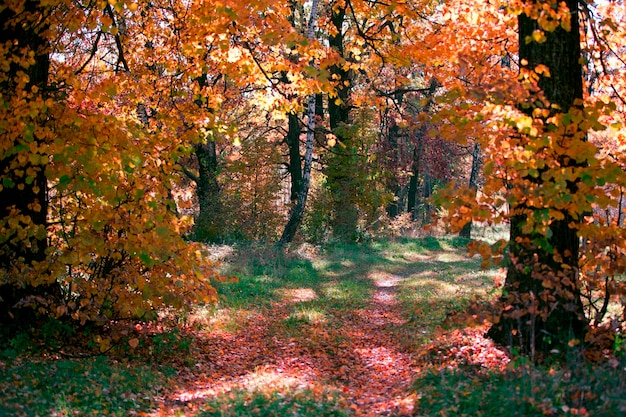 Floresta de outono com folhas amarelas e folhas caídas