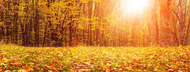 Floresta de outono com folhas amarelas nas árvores e folhas secas caídas no chão durante o pôr do sol. outono dourado