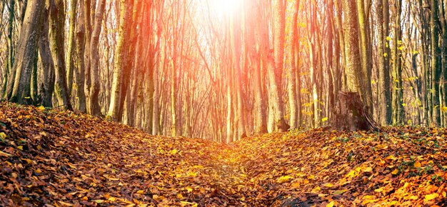 Floresta de outono com folhas caídas na estrada em clima ensolarado