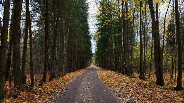 Floresta de outono com folhas caídas