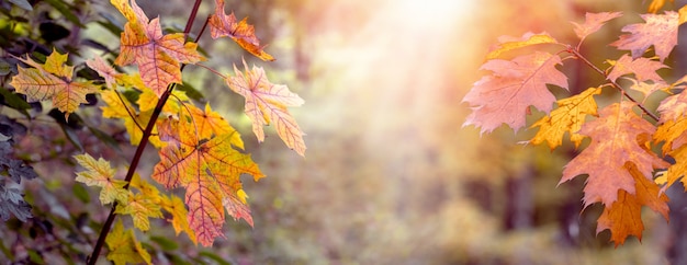 Floresta de outono com folhas coloridas de carvalho e bordo nas árvores os raios de sol. Fundo de outono pitoresco, panorama