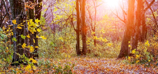 Floresta de outono com folhas coloridas nas árvores e folhas caídas na estrada em um dia ensolarado