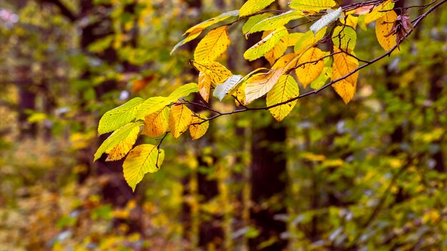 Floresta de outono com folhas verdes e amarelas nas árvores