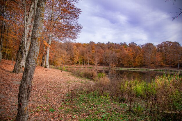 Floresta de outono com lago