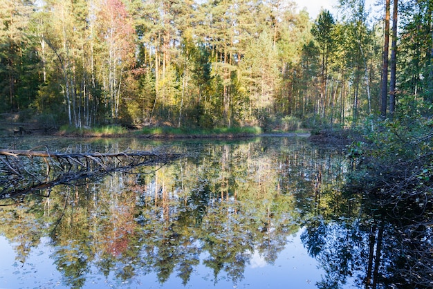 Floresta de outono com reflexo em um lago