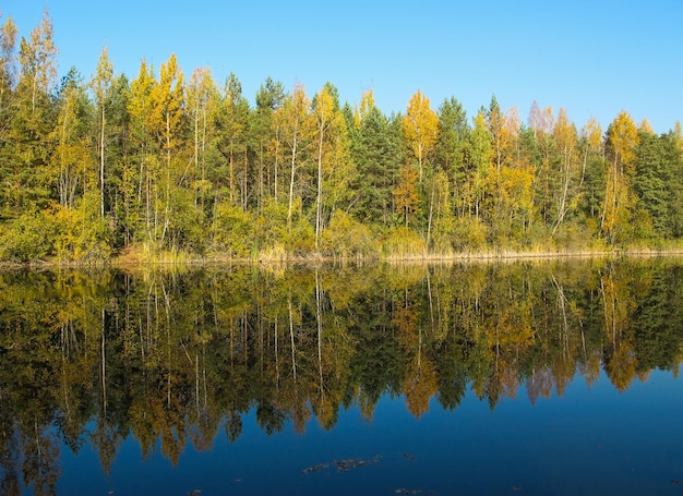 Floresta de outono com um belo lago em dia ensolarado Árvores coloridas brilhantes refletindo em águas calmas