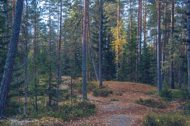 Floresta de outono. Conceito de turismo e acampamento ao ar livre. Rússia, Carélia