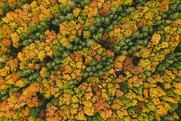 Floresta de outono de cima