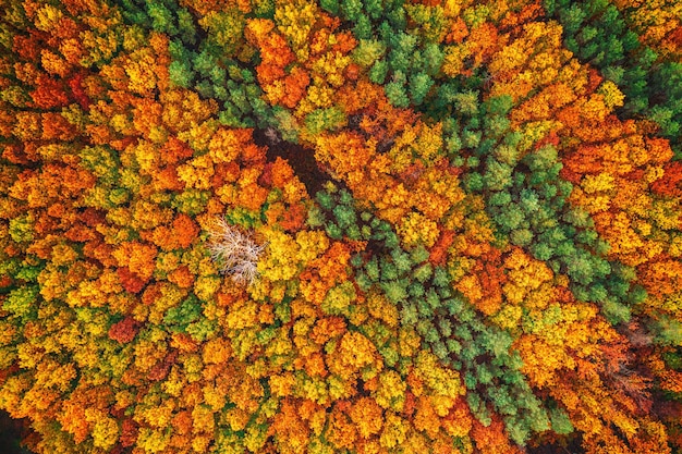 Floresta de outono de cima