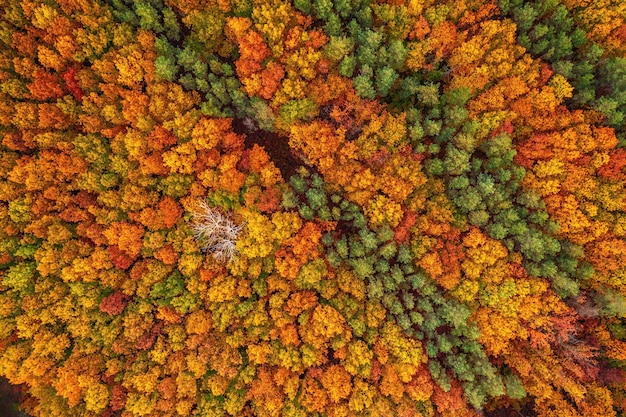 Floresta de outono de cima